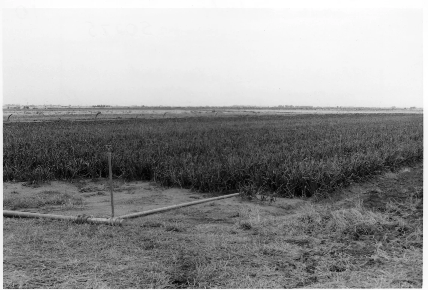   Farming History   of the Northern Adelaide Plains 