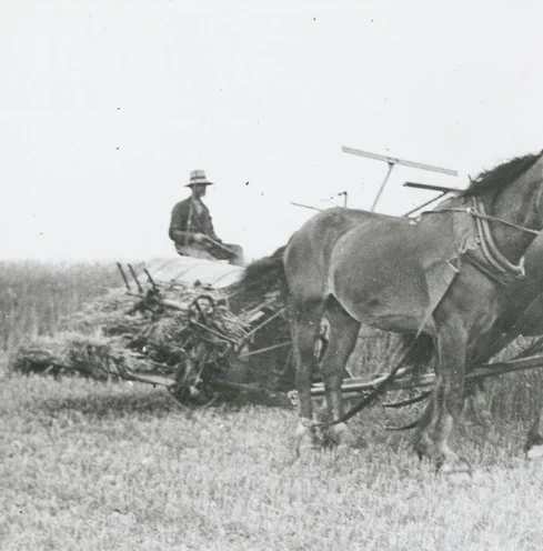   Farming History   of the Northern Adelaide Plains 
