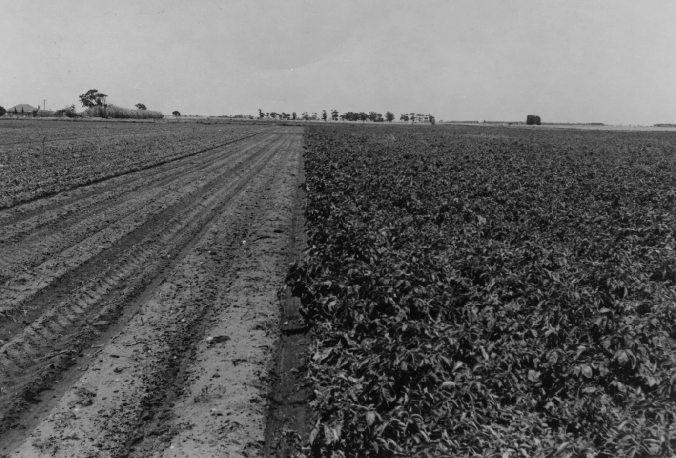 Potato Irrigation, Virginia 1966