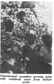 experimental cucumbers.png