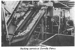 packing carrots at Zerella.png