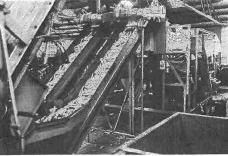 packing carrots at Zerella.png