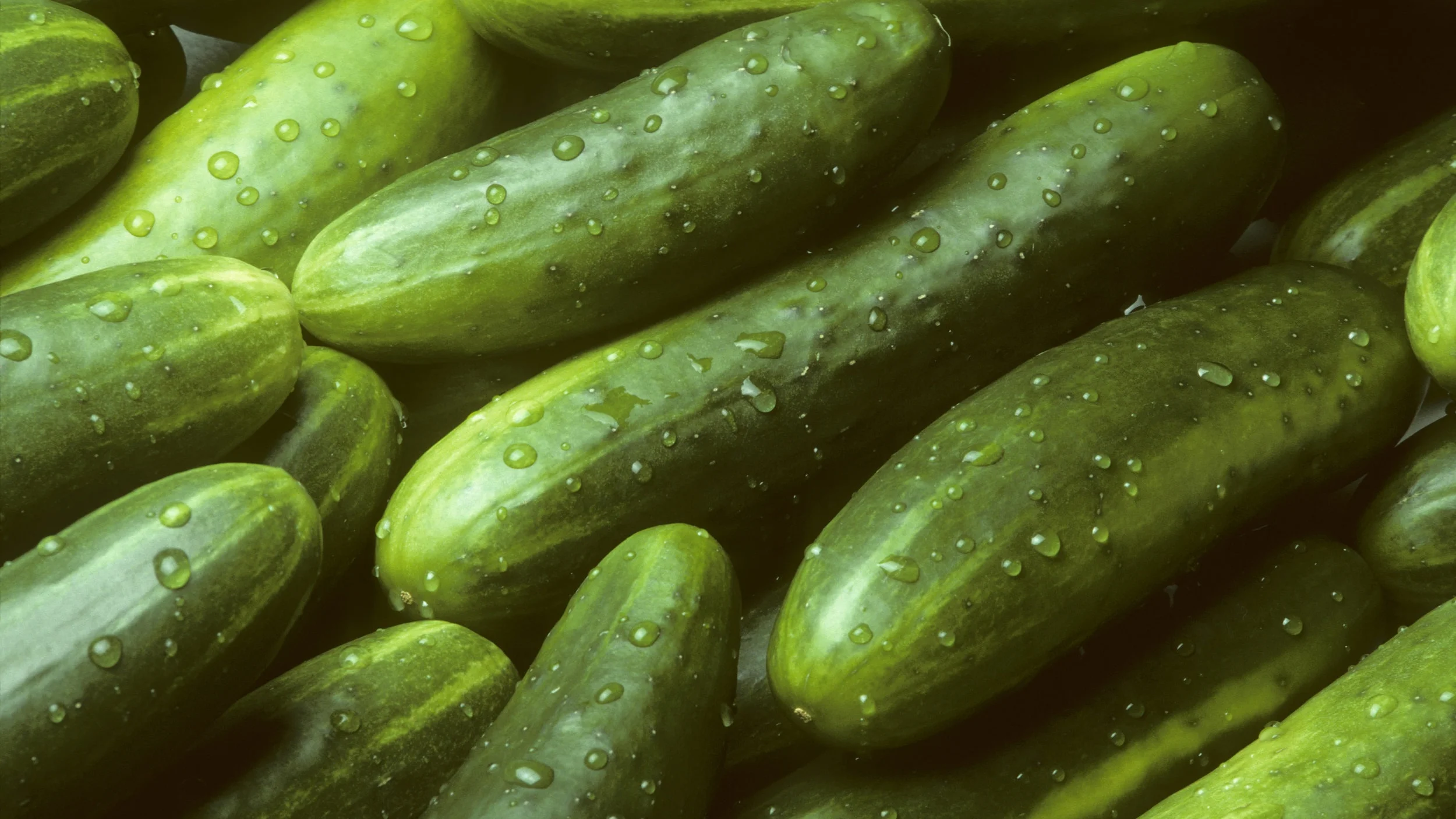 Cucumbers — Northern Adelaide Plains