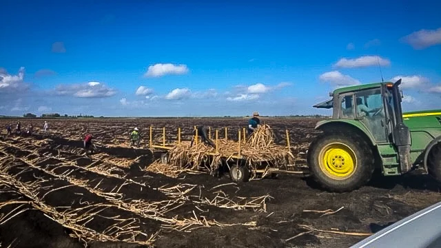 Farm Labor - Cane