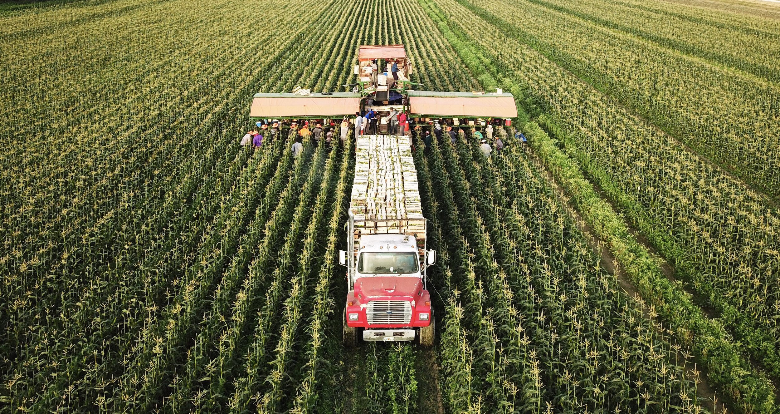 Farm Labor - Corn Harvest