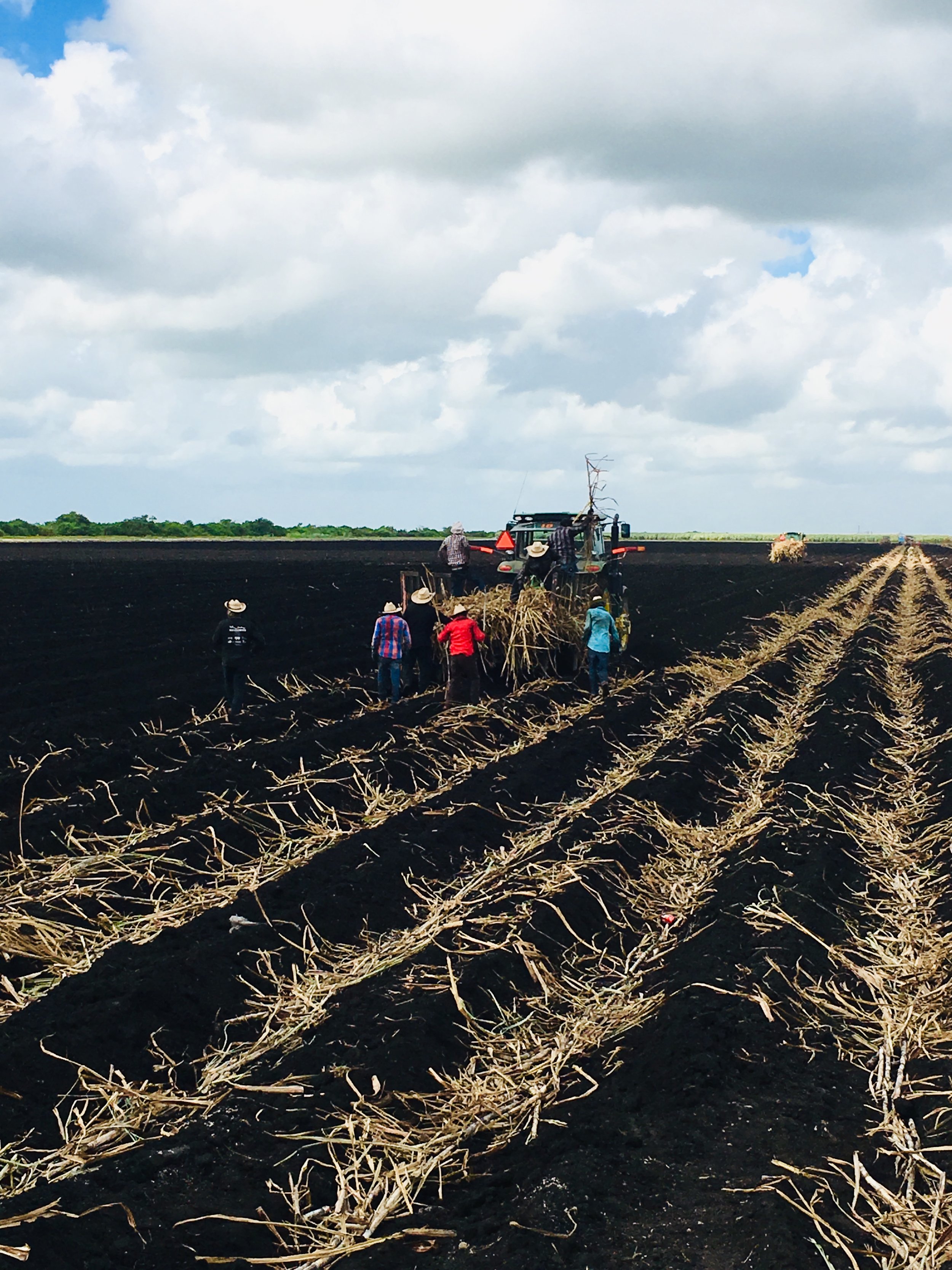 Farm Labor - Cane 