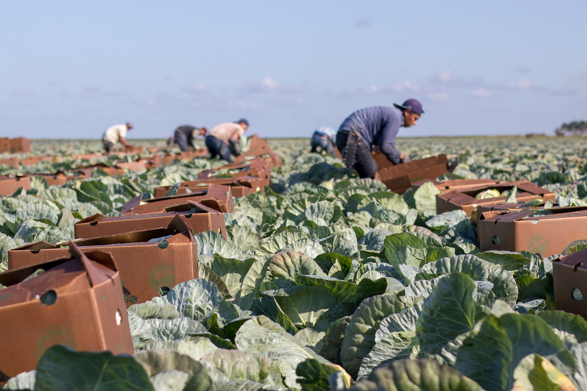 Farm Labor - Cabbage