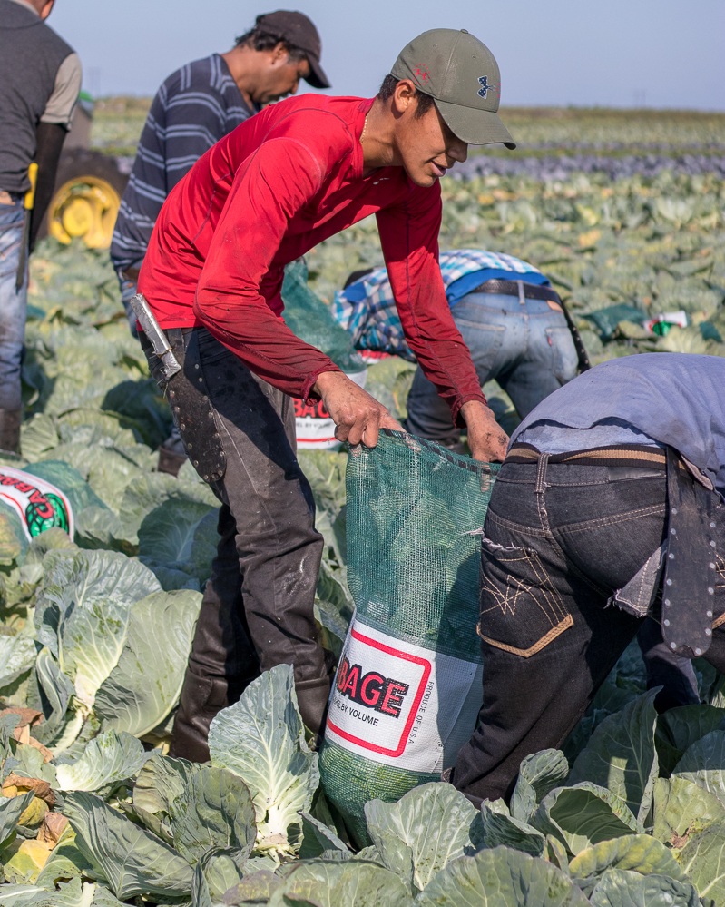 Farm Labor - Cabbage