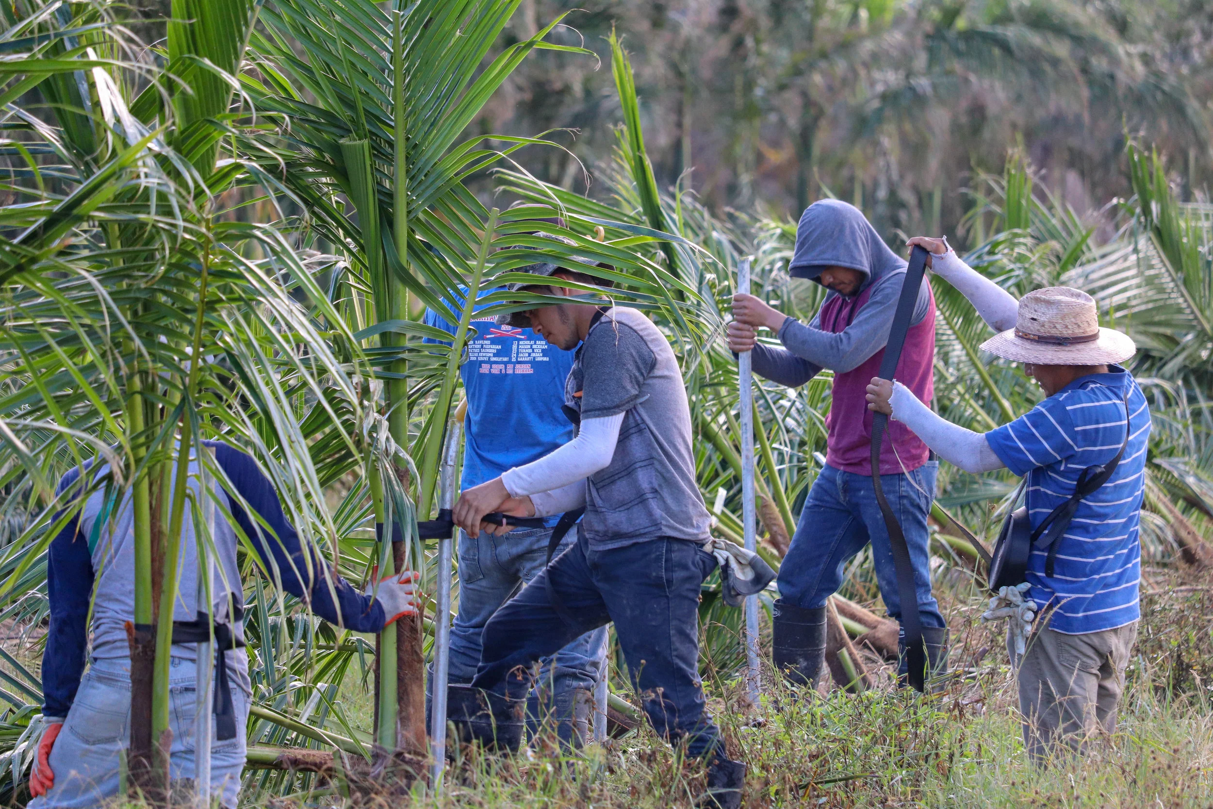 Nursery Labor