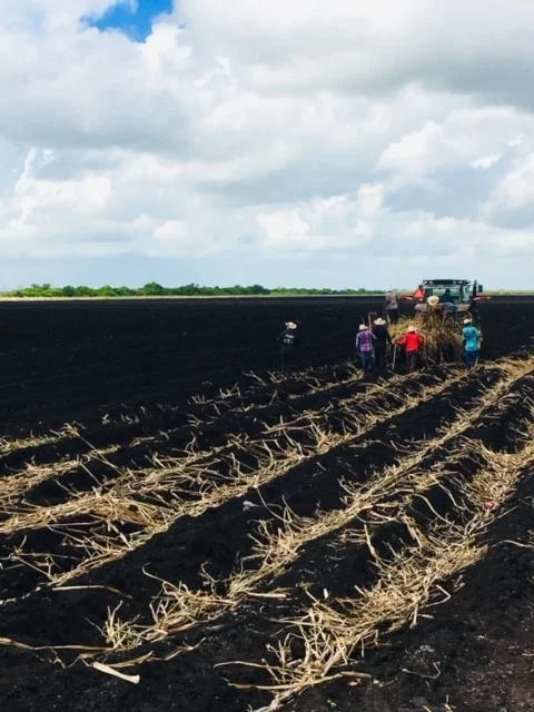 Planting Cane 1