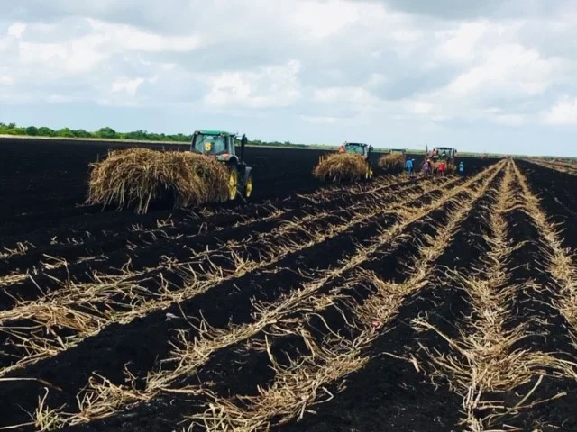 Planting Cane 2