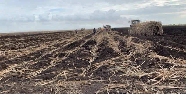 Planting Cane 3