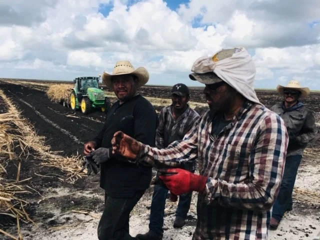 Planting Cane 7