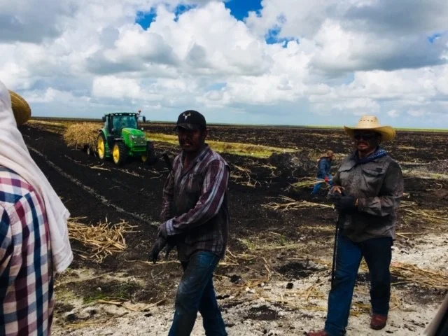 Planting Cane 8