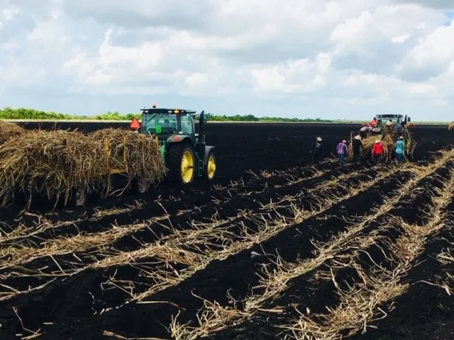 Planting Cane 10