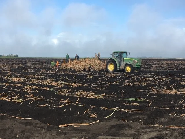 PLANTING.jpg