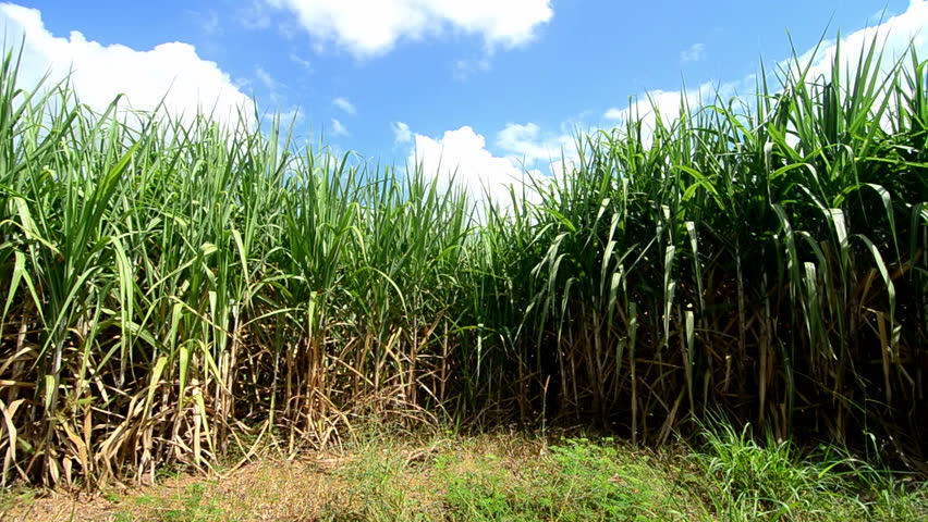 Sample Cane Picture.jpg