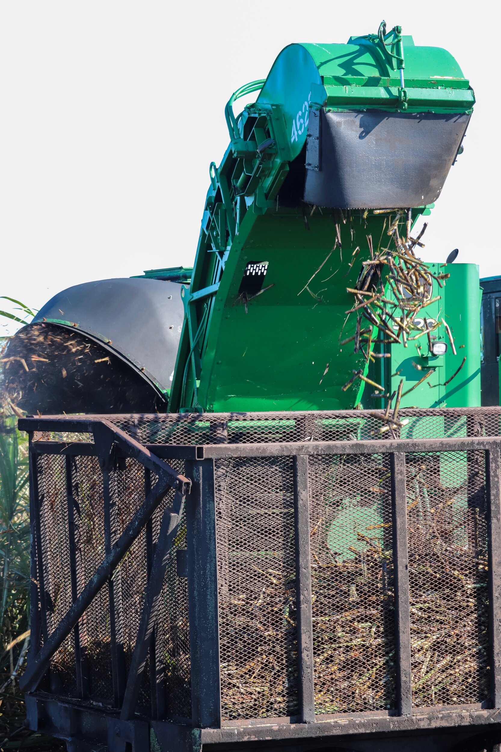 Mechanical Cane Harvest