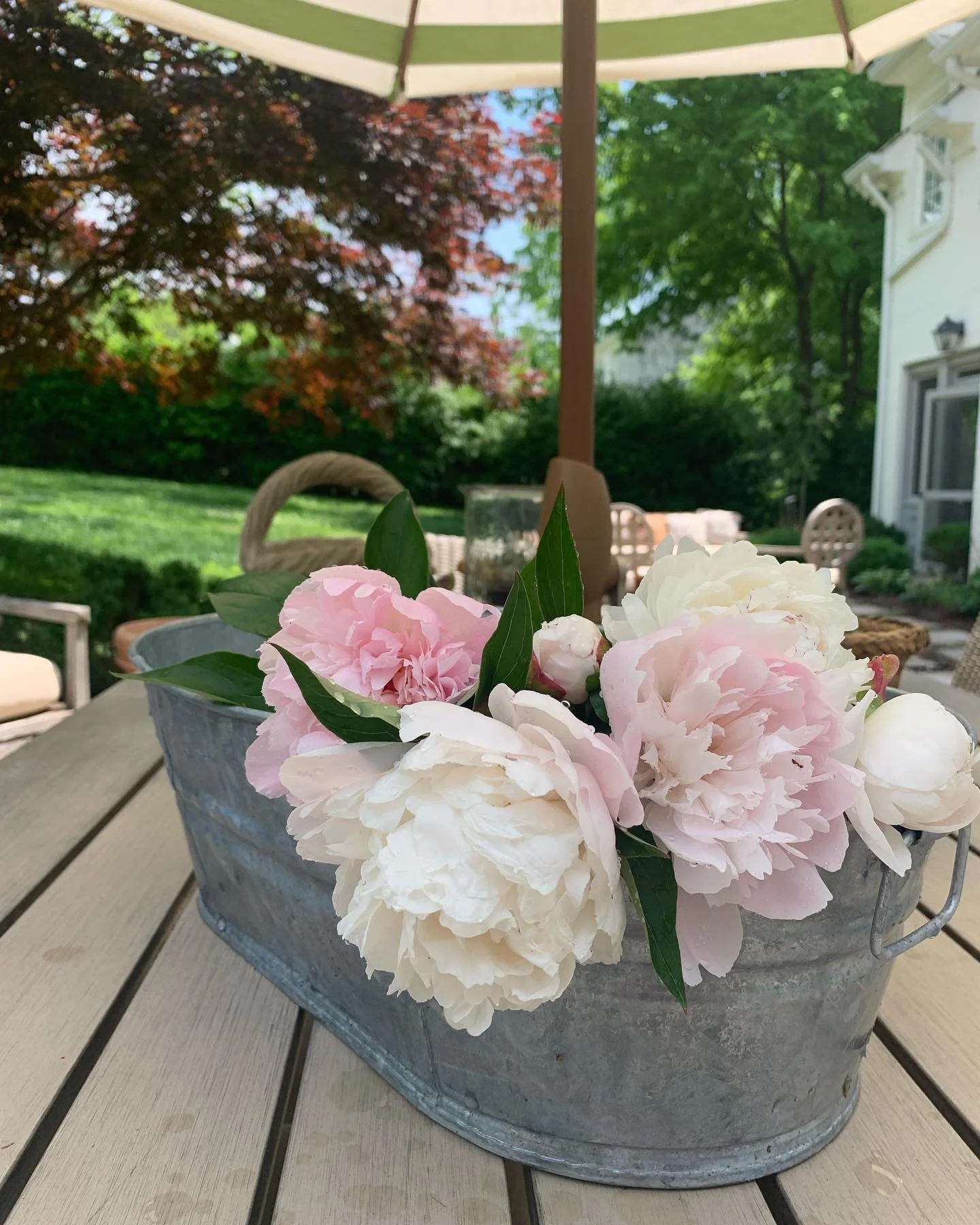 Check out these stunning peonies straight from my garden! Just take a moment to soak in their beauty. The fragrance is absolutely intoxicating &ndash; trust me, if you close your eyes, you'll catch a whiff too! Or maybe it's just because the bouquet 
