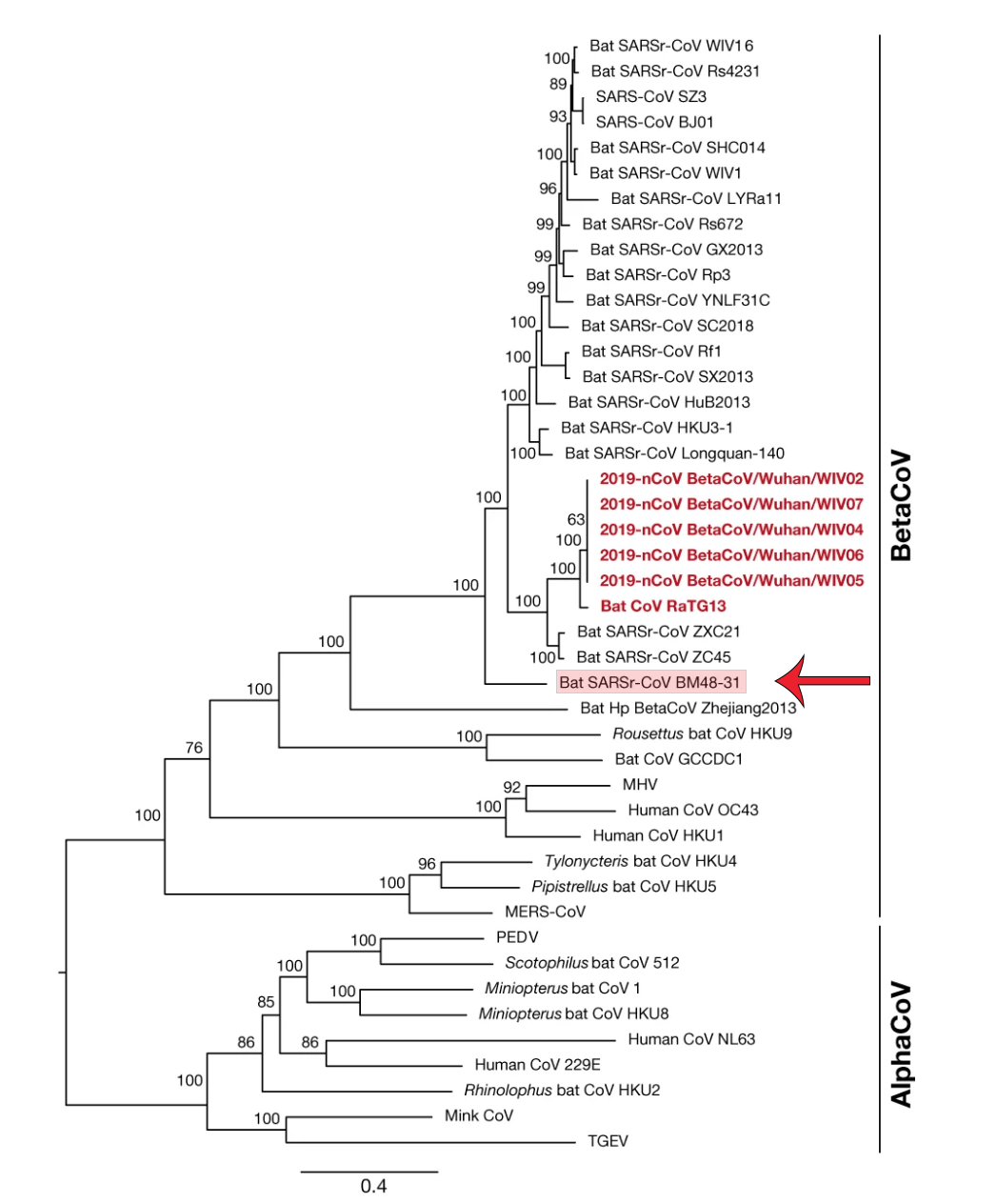 Figure 2 Phylogenetic tree from Zhou et al. (2020) showing the placement of five strains of 2019-nCov (original nomenclature for SARS-CoV-2). The arrow and highlighted name highlight the virus that was chosen as the closest strain by CosmosID automated analysis in the cloud.