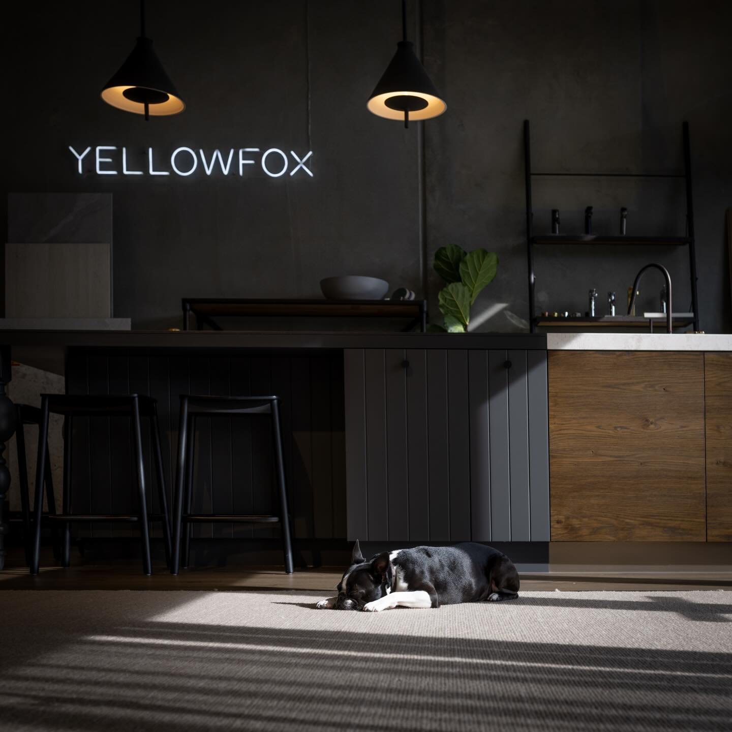 To beat the Monday blues, here are a few snaps of our favourite clients putting some of our favourite flooring to the test!

Our Auckland studio features a mix of @flooringxtramtwellington_ products, including @bremworth carpet. We love that their wo