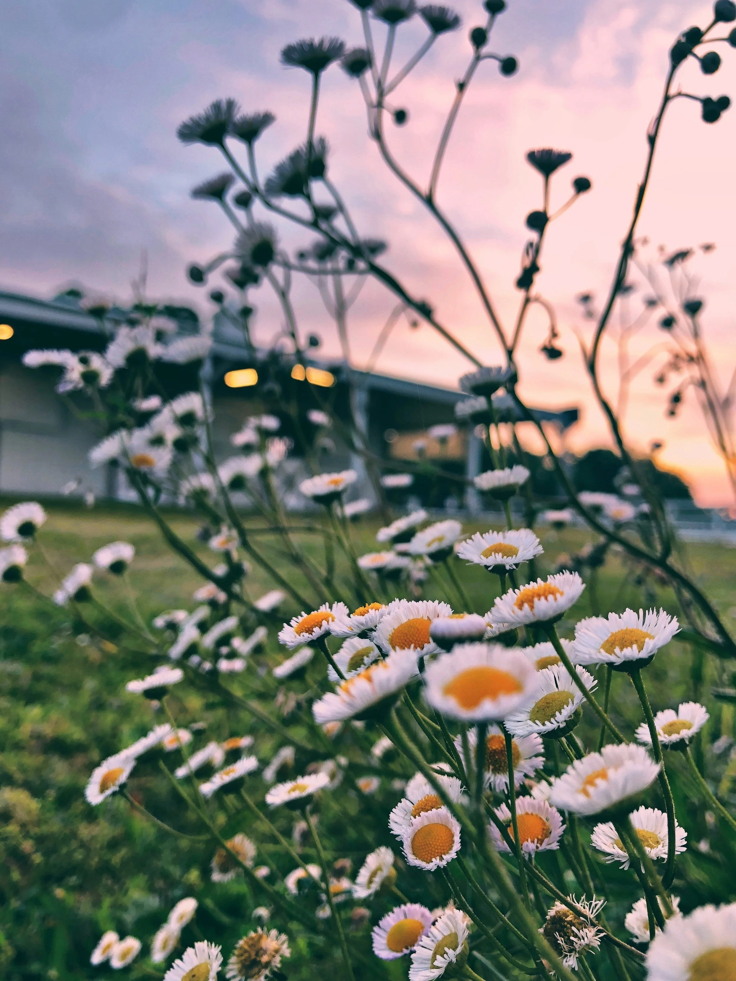 Spring has Sprung ❁