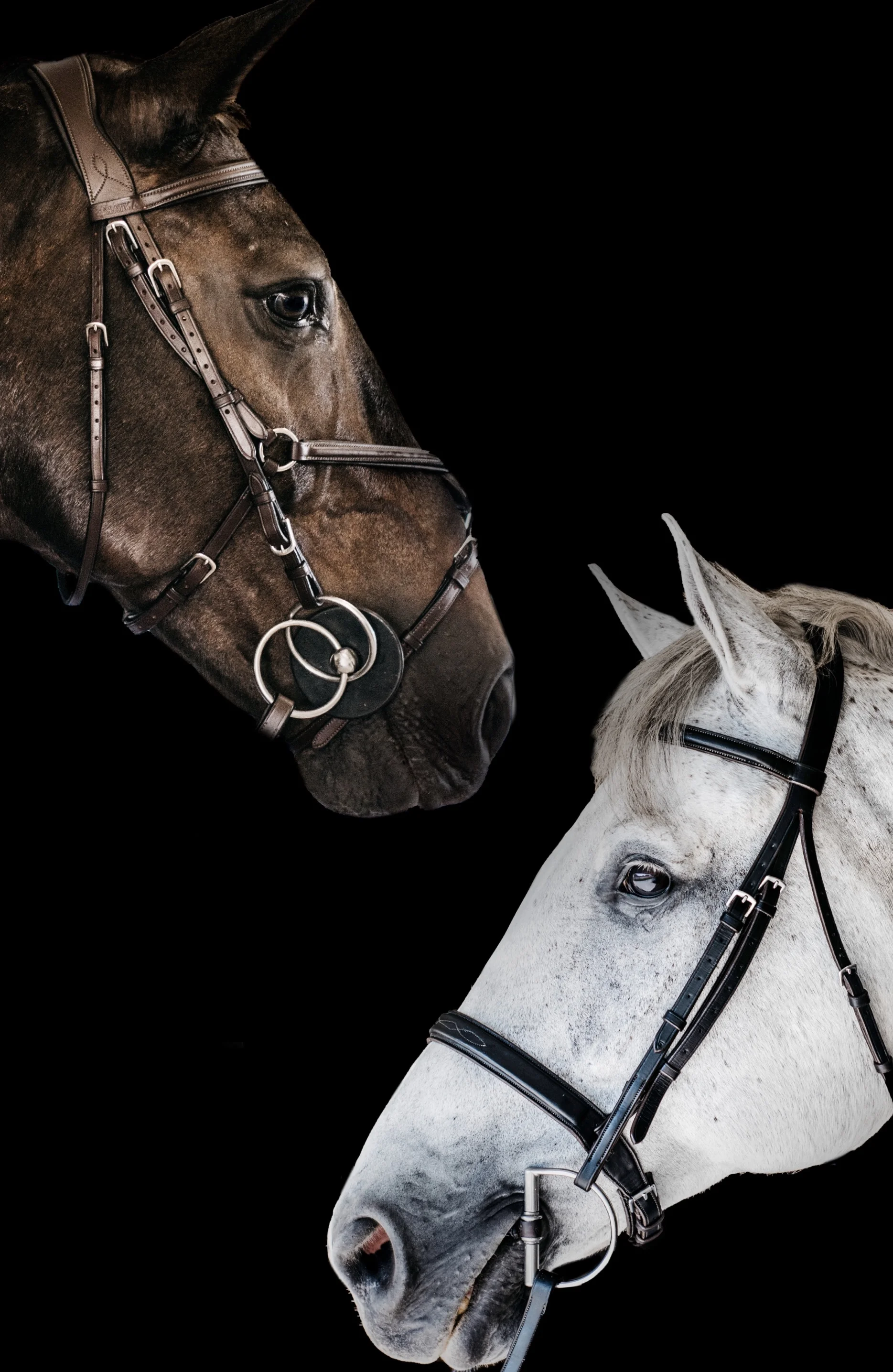 black background composite image,l equine photography