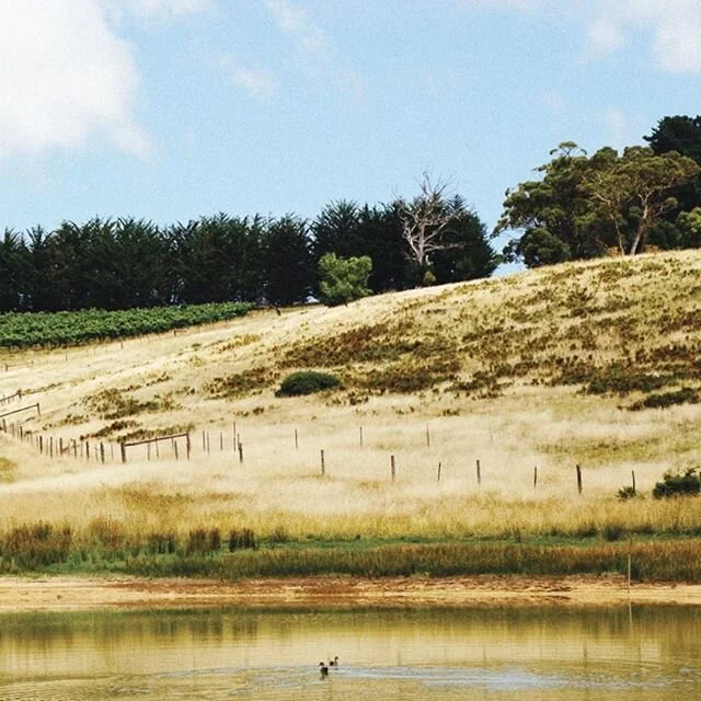 One of the ponds in our chain. 🦆