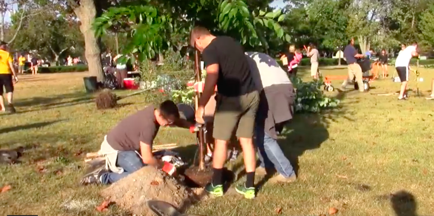 Pulse planting.png