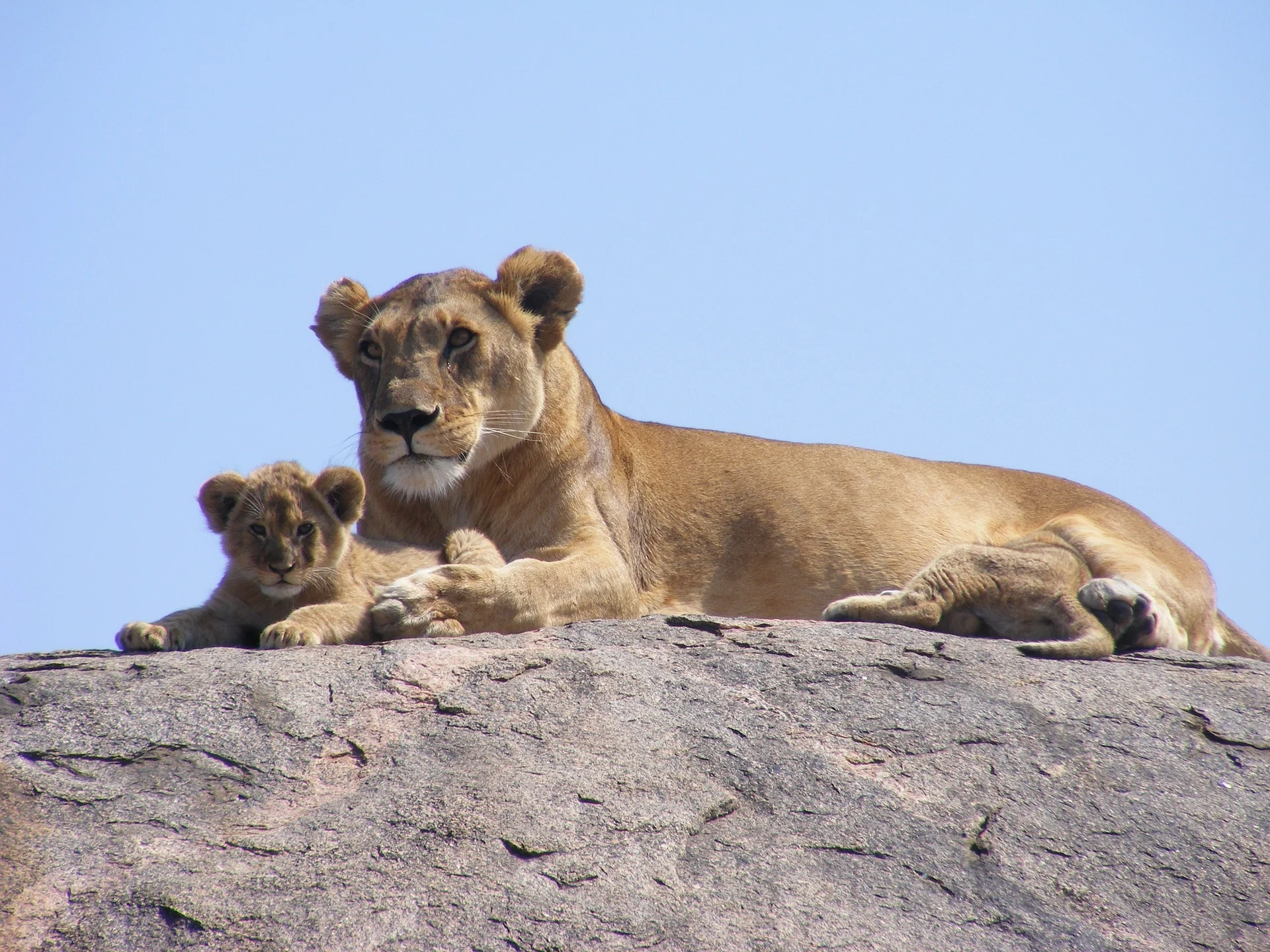 Lioness with cub. Melissa Rosenberger blog Lion of the Tribe of Judah