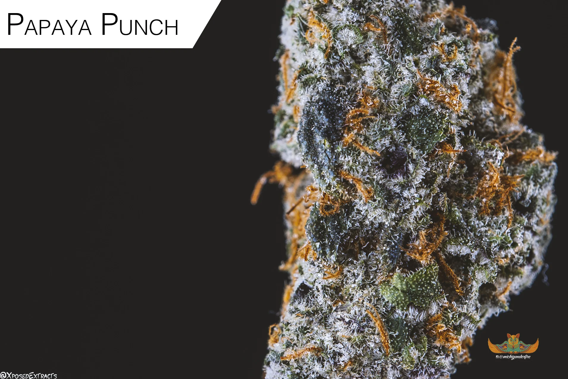 Papaya_Punch02.jpg