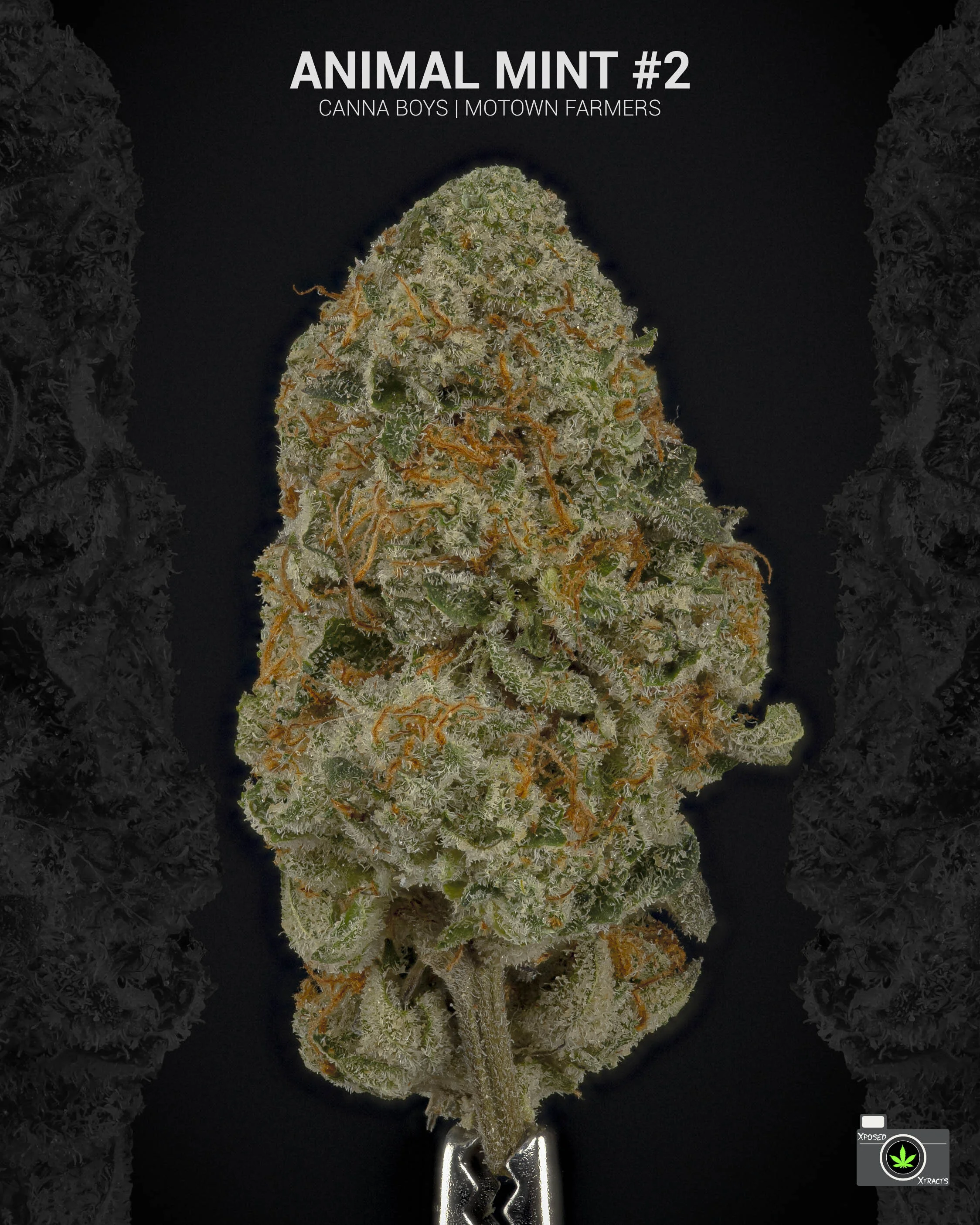 Animal_Mint_Cannaboys.jpg