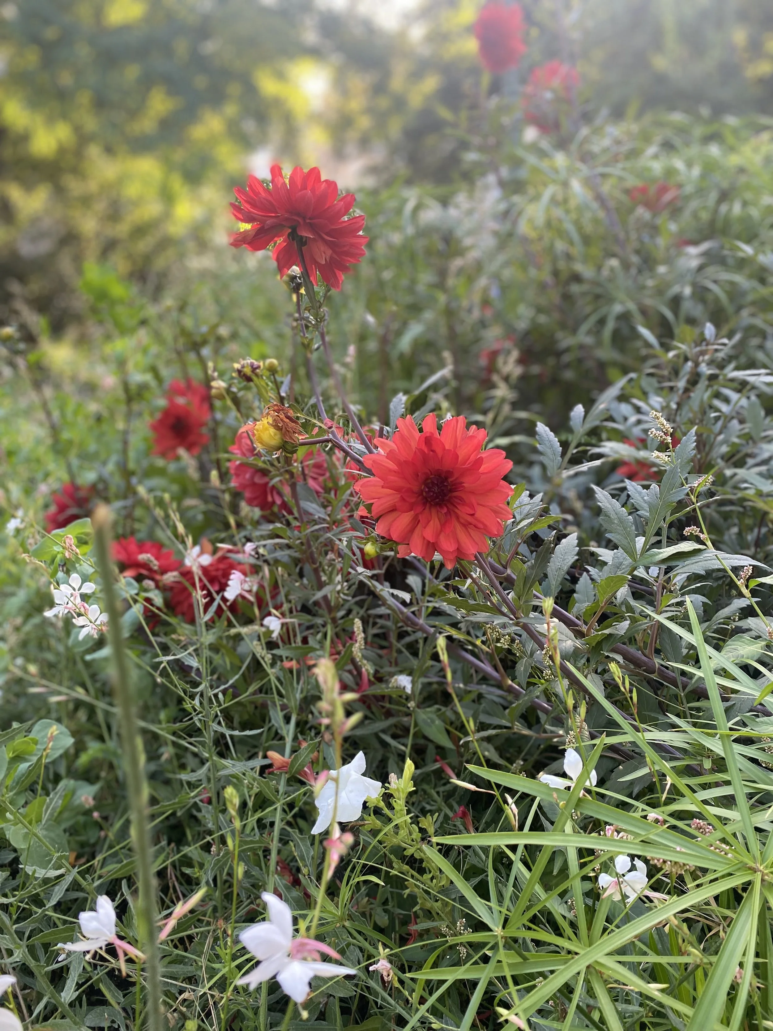 Eiffel Flowers.jpg