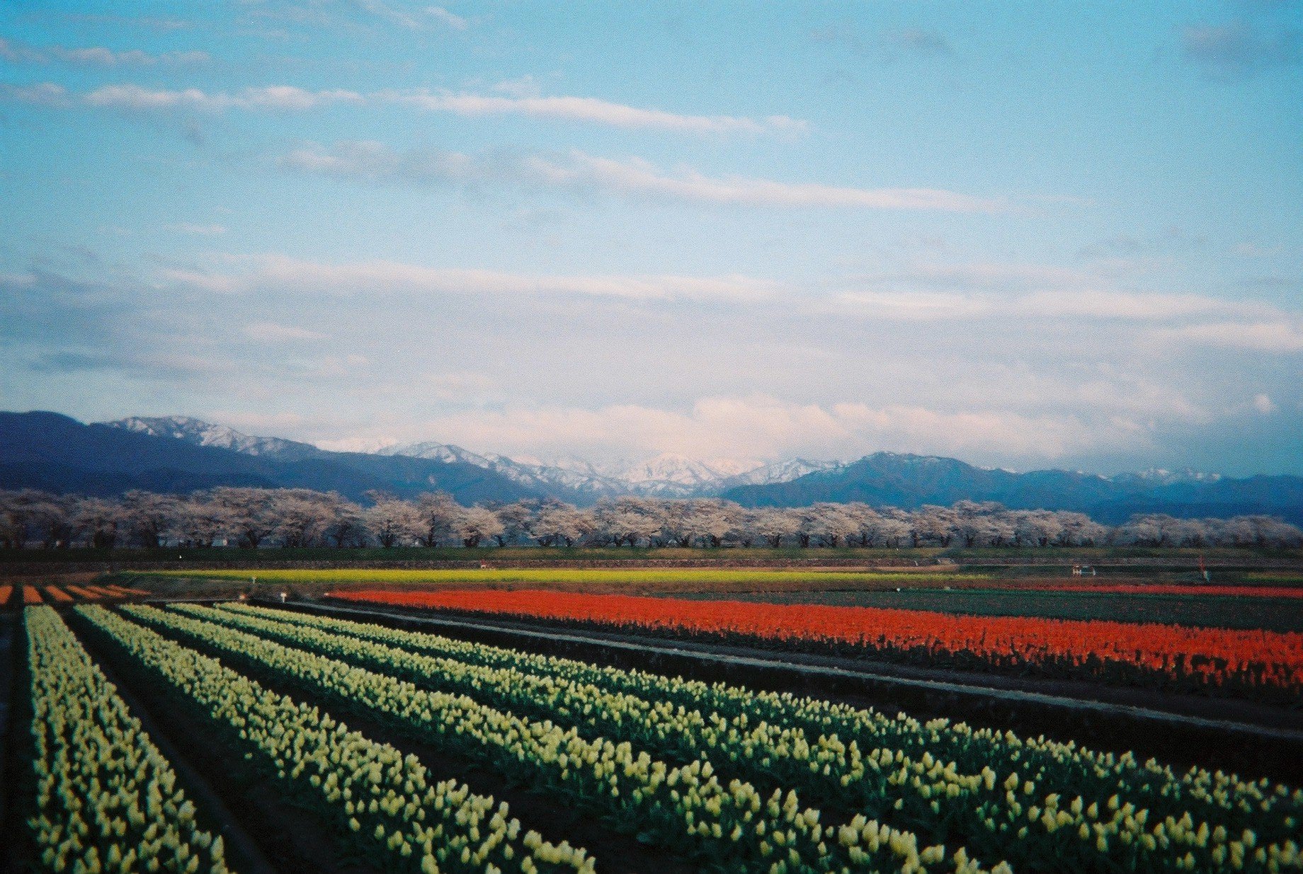 來點懷舊風潮吧---即可拍底片相機