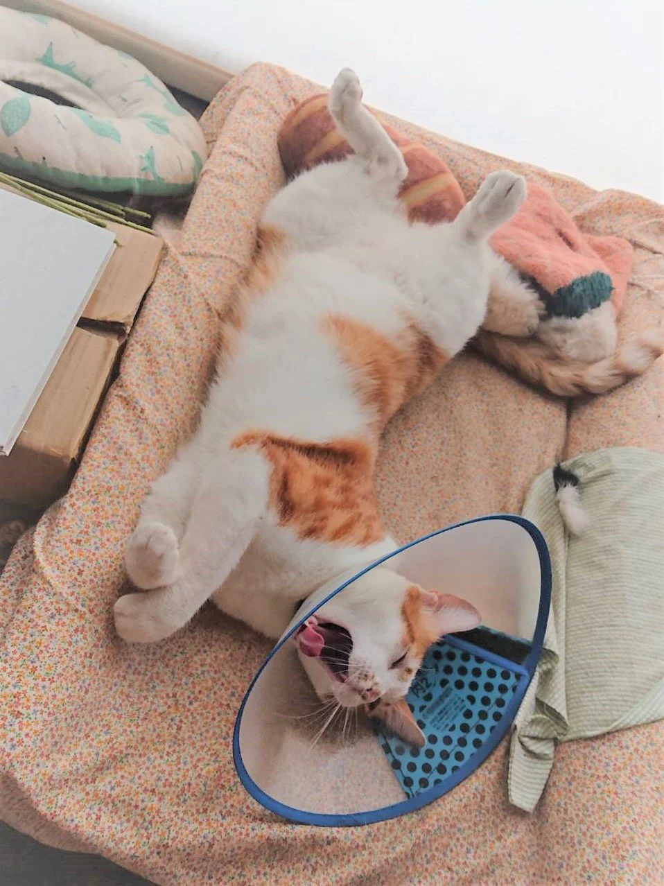 防不勝防的covid-19