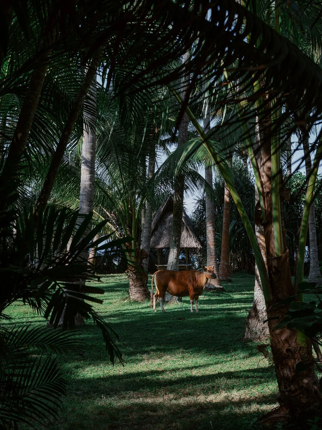 Peaceful tropical garden with Balinese architecture and natural light