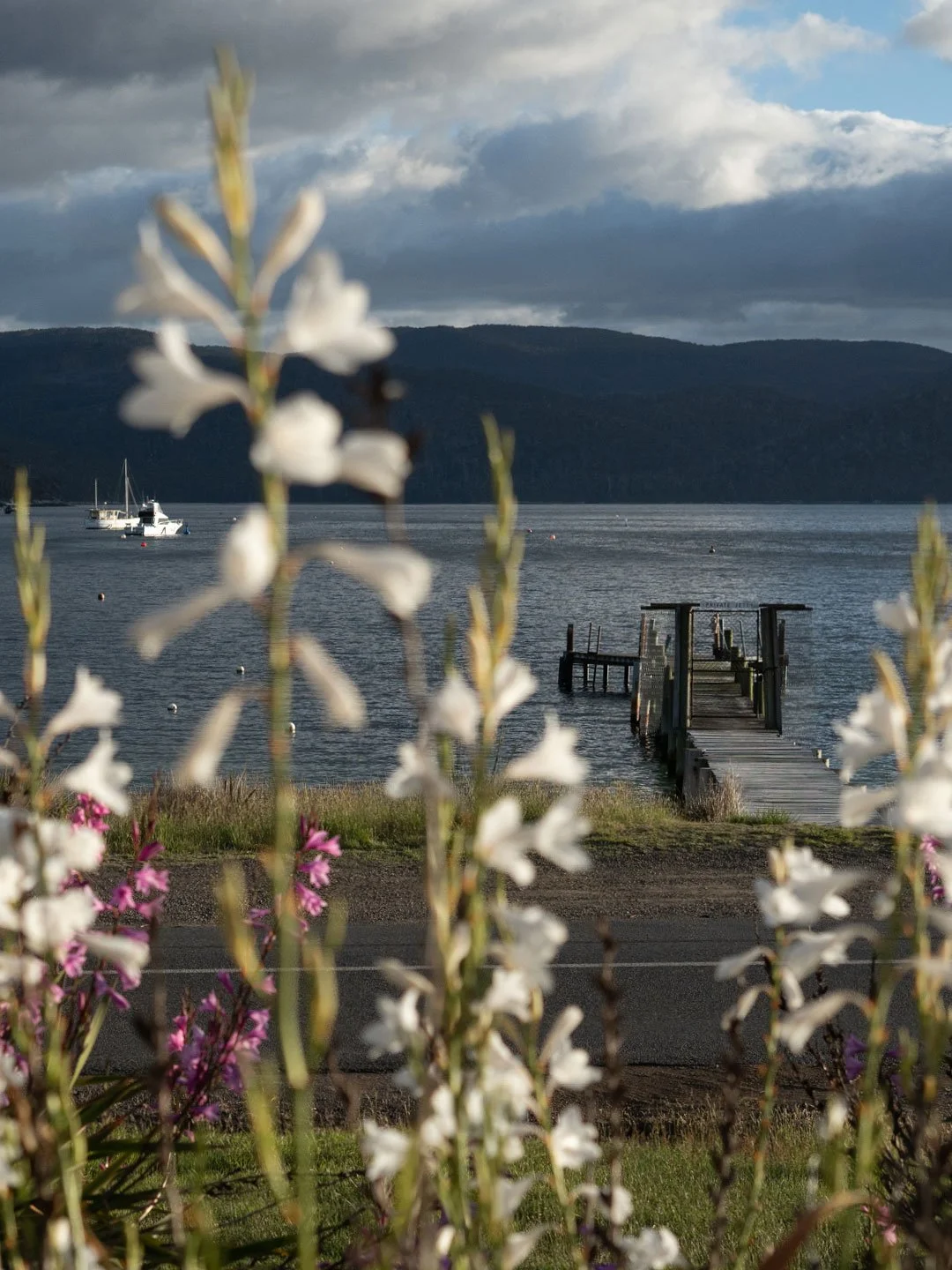 Wildflowers overlooking peaceful Tasmanian waterfront