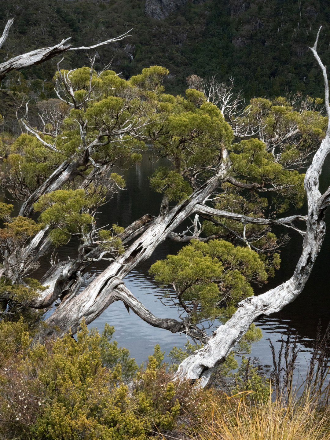 Native Tasmanian tree branches over calm river landscape