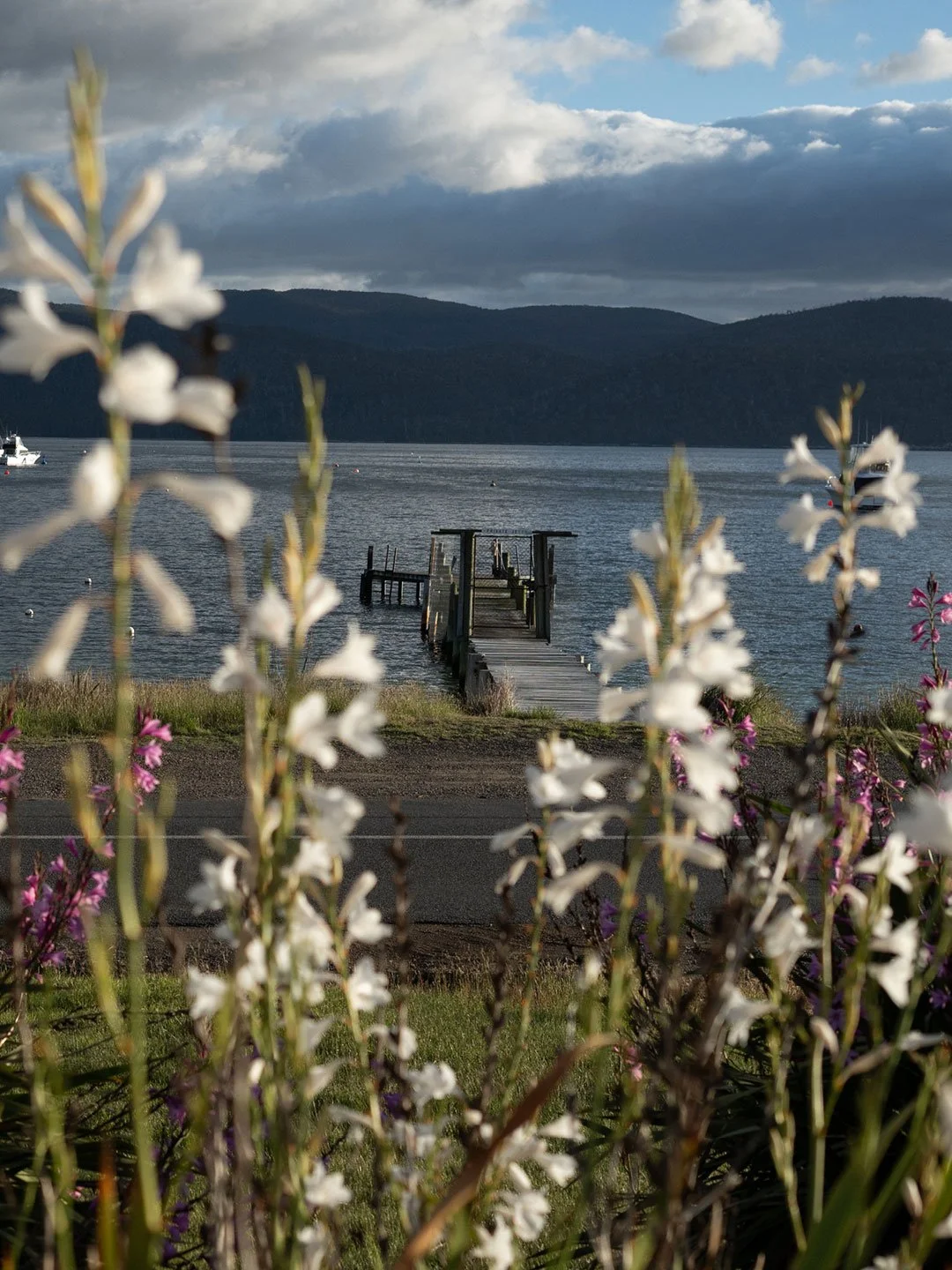 Wildflowers overlooking peaceful Tasmanian waterfront