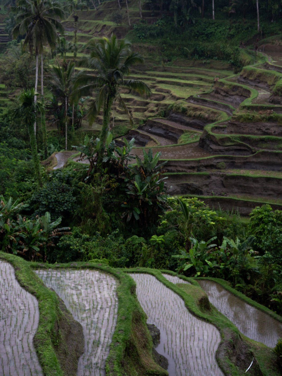 Rice terraces surrounded by tropical greenery in Bali