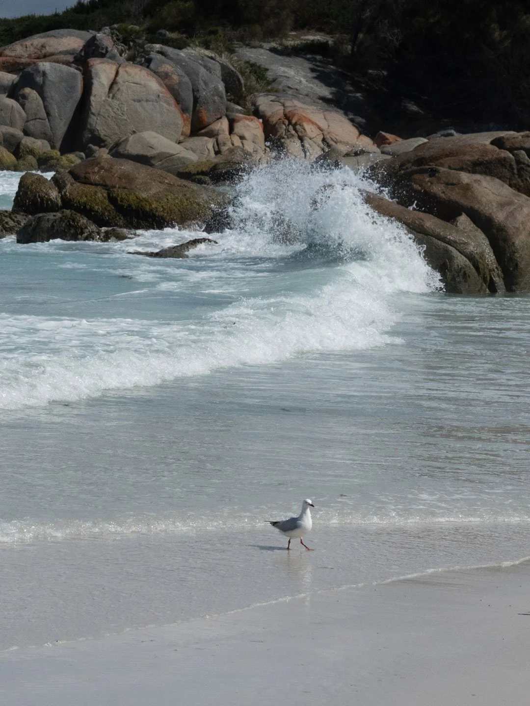 Ocean waves crashing onto rocky Tasmanian coastline