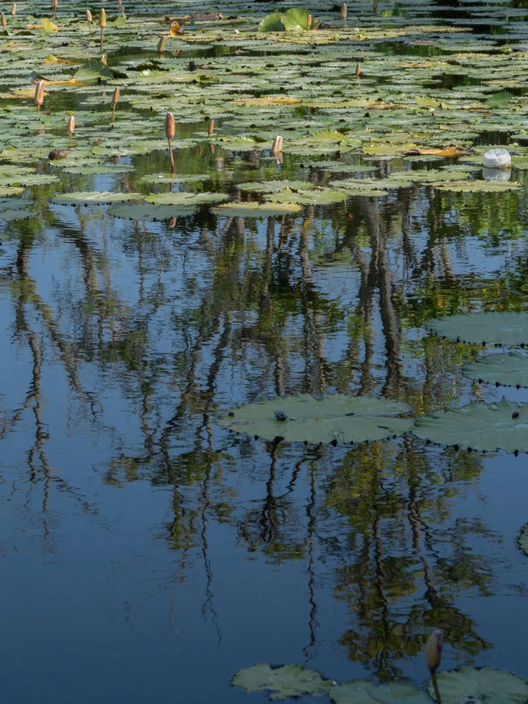 Reflection of tropical trees in a calm Balinese pond