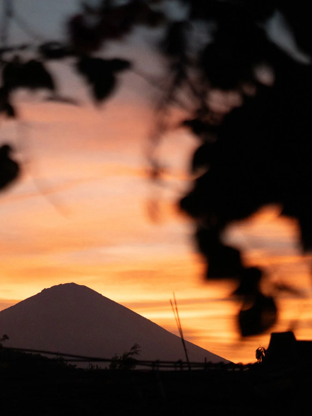 Silhouetted tropical leaves against vibrant Bali sunset