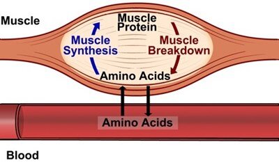 protein_muscle.jpg