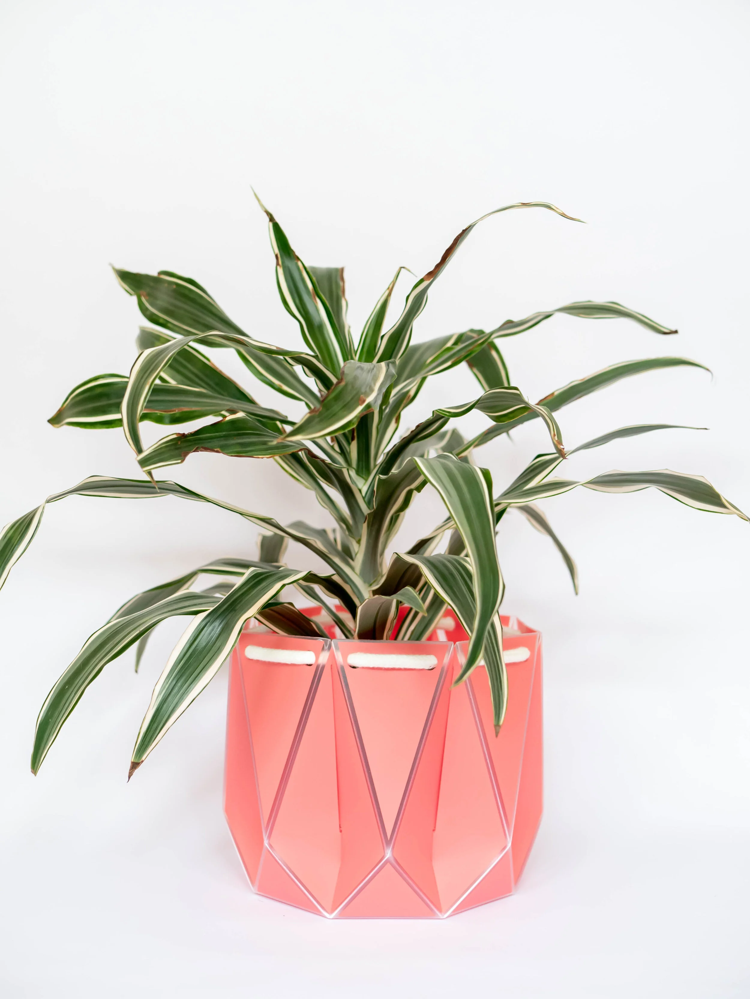 Eco-Friendly Plant Pot | Potr Pots