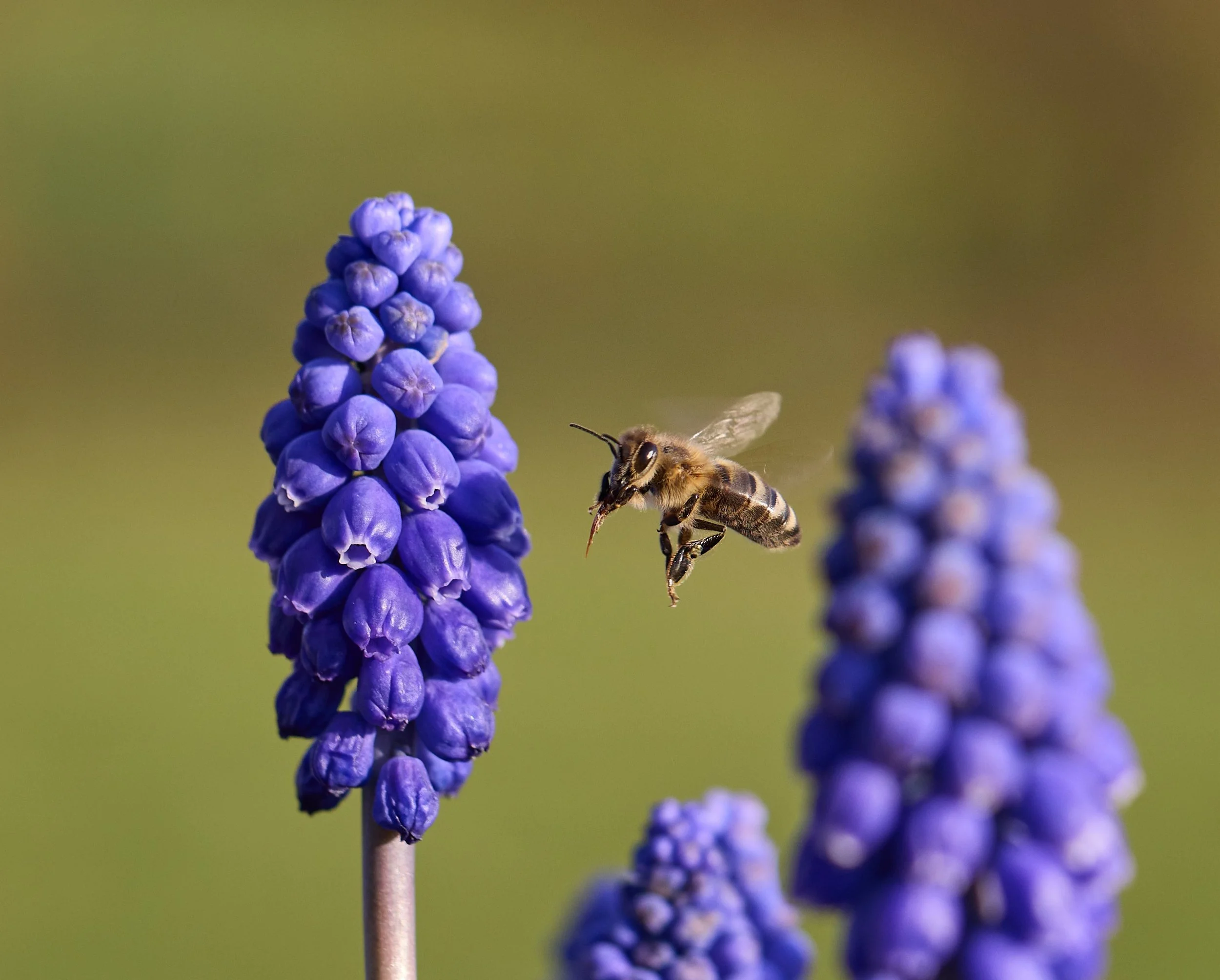 The Plight of our Bees