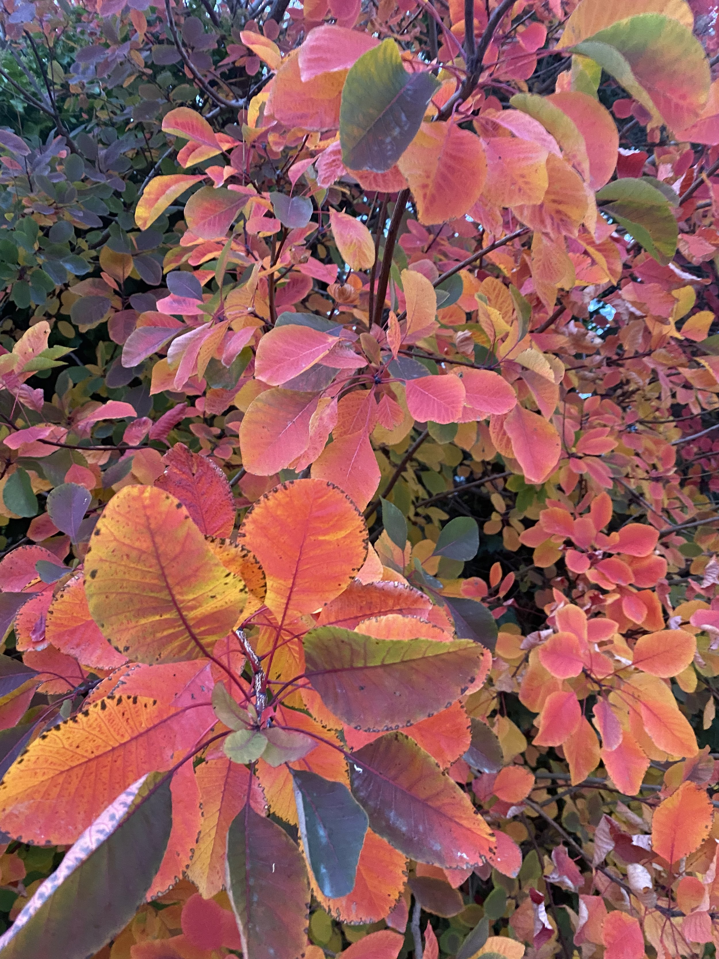autumn.jpeg