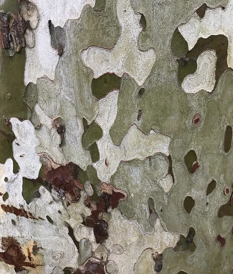 camo.jpeg