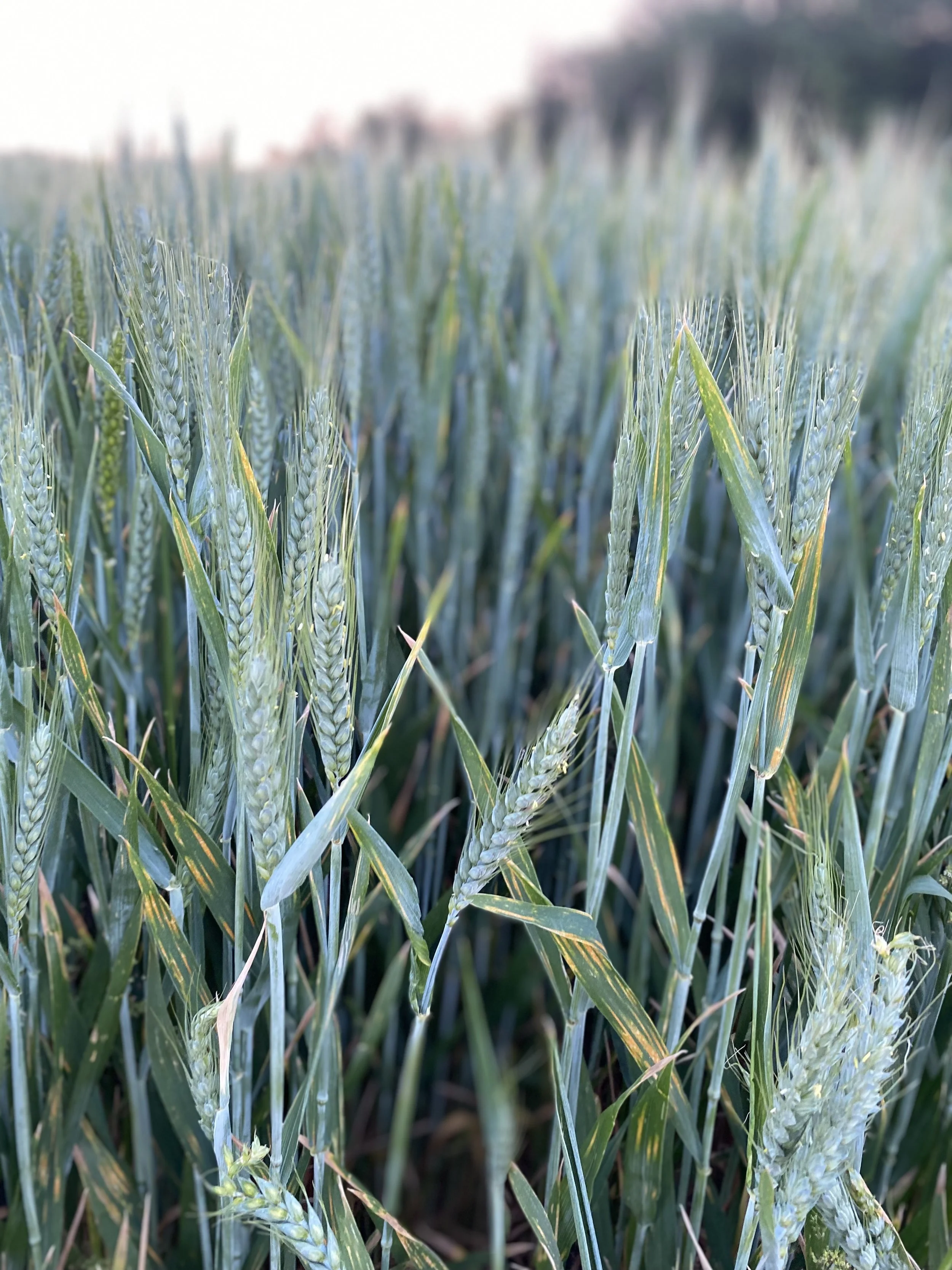 field.jpeg