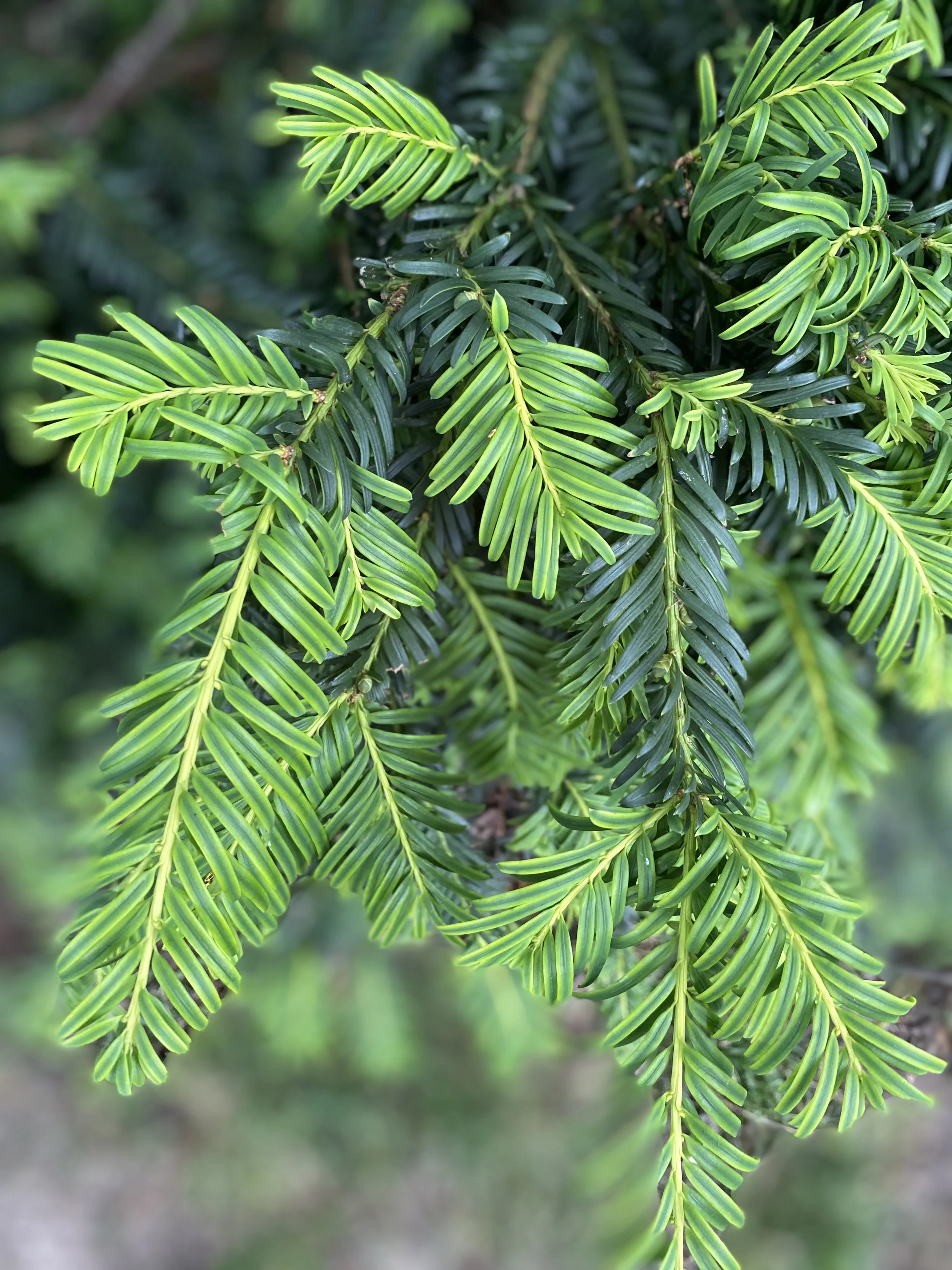 fronds.jpeg